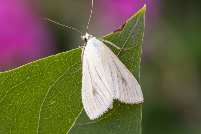 Smfjrilar - Micro-moths