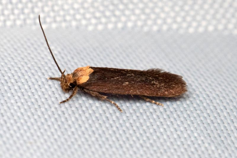 Smfjrilar - Micro-moths