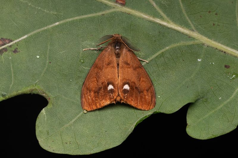 Nattfjrilar - Moths