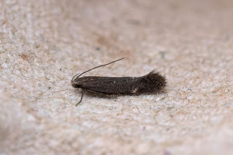 Smfjrilar - Micro-moths