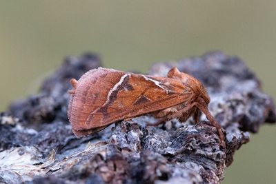 3 Kamsprötad rotfjäril - Triodia sylvina