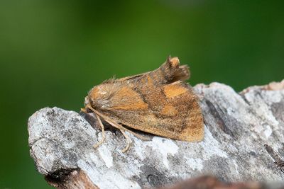 31 Större snigelspinnare - Apoda limacodes