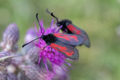 34 Klubbsprötad bastardsvärmare - Zygaena minos