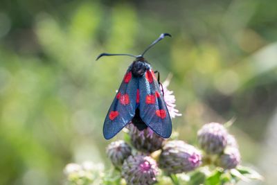37 Mindre bastardsvärmare - Zygaena viciae