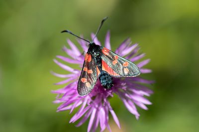 38 Sexfläckig bastardsvärmare - Zygaena filipendulae