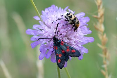 39 Bredbrämad bastardsvärmare - Zygaena lonicerae
