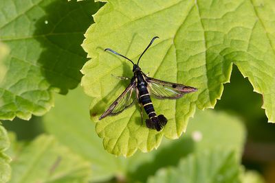 52 Vinbärsglasvinge - Synanthedon tipuliformis