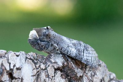 60 Större träfjäril - Cossus cossus