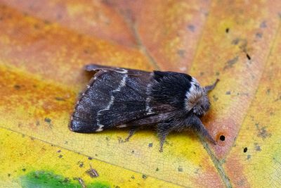 61 Poppelspinnare - Poecilocampa populi