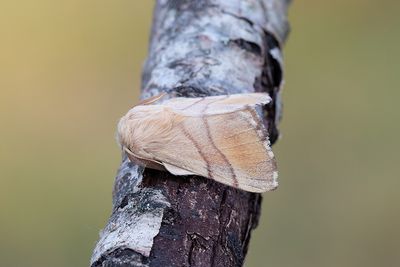 65 Buskringspinnare - Malacosoma neustrium