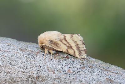 66 Ängsringspinnare - Malacosoma castrense