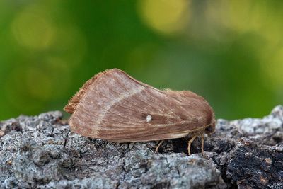67 Klöverspinnare - Lasiocampa trifolii