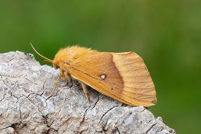 68 Ekspinnare - Lasiocampa quercus