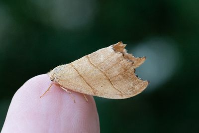 218 Tandad sikelvinge - Falcaria lacertinaria