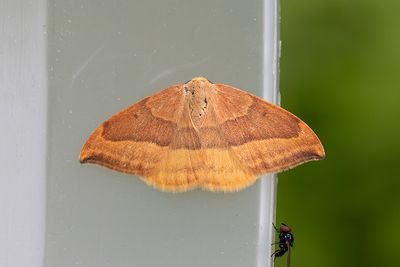 220 Boksikelvinge - Watsonalla cultraria