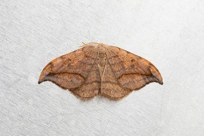 221 Brun sikelvinge - Drepana curvatula