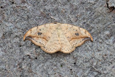 222 Ockragul sikelvinge - Drepana falcataria