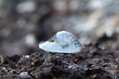 224 Slånspinnare - Cilix glaucata