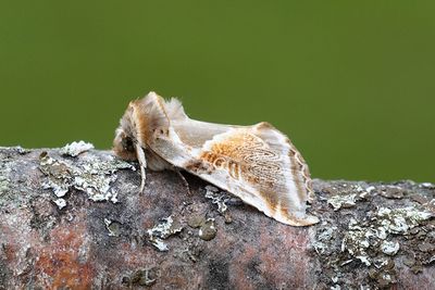 226 Bandad hallonspinnare - Habrosyne pyritoides