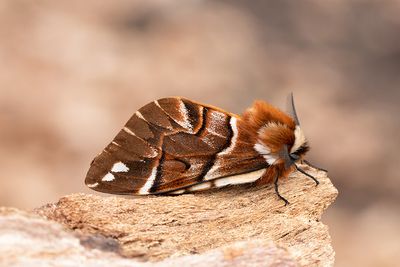 75 Skäckspinnare - Endromis versicolora