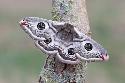 77 Mindre påfågelspinnare - Saturnia pavonia
