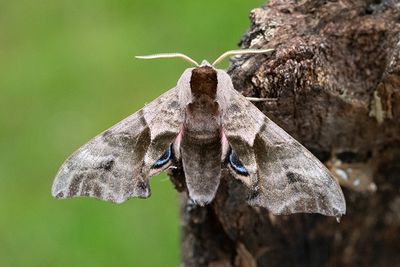 80 Videsvärmare - Smerinthus ocellatus