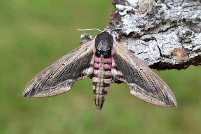 84 Ligustersvärmare - Sphinx ligustri