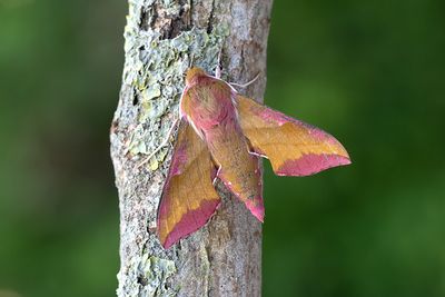 95 Mindre snabelsvärmare - Deilephila porcellus
