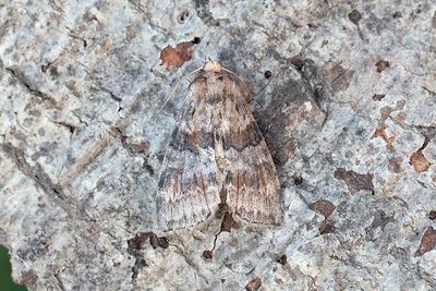 231 Ekblekmaskspinnare - Cymatophorima diluta