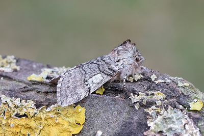 233 Björkgulhornspinnare - Achlya flacvicornis