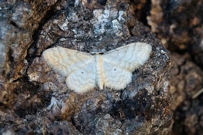 237 Benfärgad lövmätare - Idaea fuscovenosa