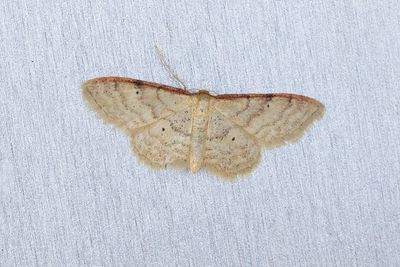 238 Rödbrämad lövmätare - Idaea humiliata