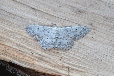 240 Rislövmätare - Idaea seriata