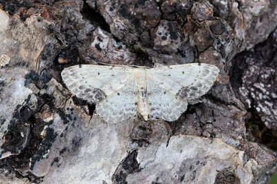 244 Brunhörnad lövmätare - Idaea dimidata