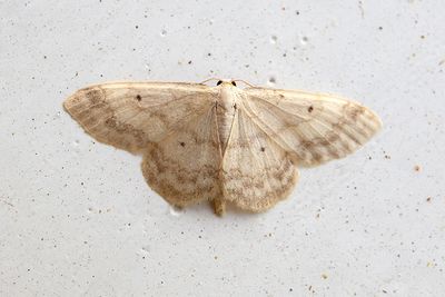 245 Tofsfotad lövmätare - Idaea biselata