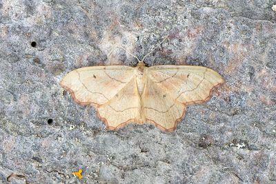 247 Naggad lövmätare - Idaea emarginata