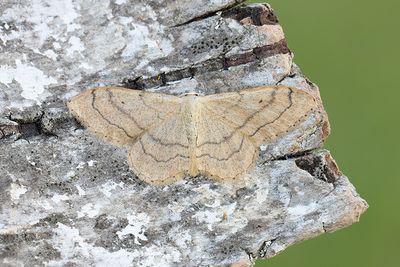 248 Vinkellövmätare - Idaea aversata