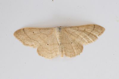 249 Våglinjelövmätare - Idaea straminata