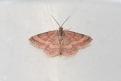 252 Rödlätt lövmätare - Scopula rubiginata