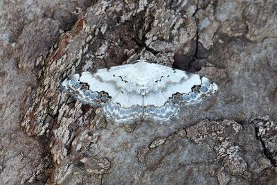 255 Blåfläckig lövvmätare - Scopula decorata