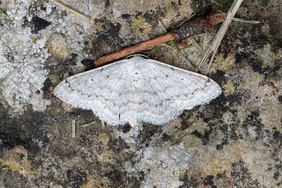 257 Ljusgrå lövmätare - Scopula incanata