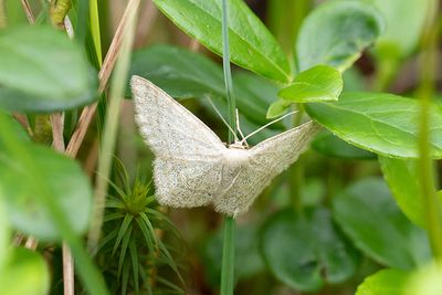 260 Blåbärslövmätare - Scopula ternata