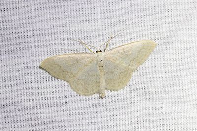261 Blekgul lövmätare - Scopula floslactata