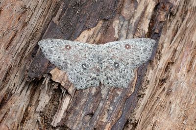 265 Pilgördelmätare - Cyclophora pendularia