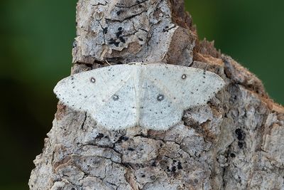 267 Björkgördelmätare - Cyclophora albipunctata