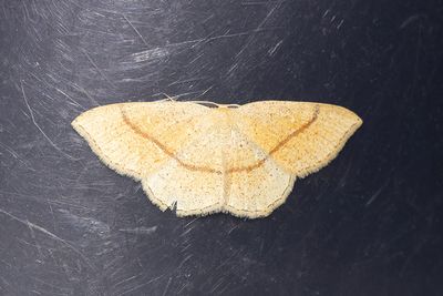270 Backgördelmätare - Cyclophora quercimontaria