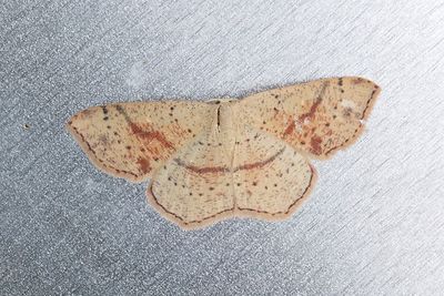 271 Ekgördelmätare - Cyclophora punctaria