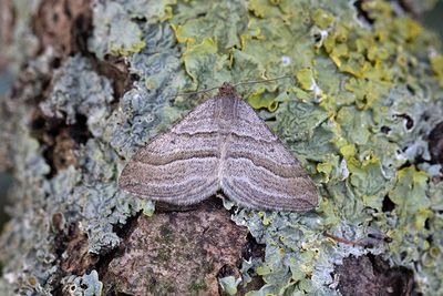 275 Mellanmätare - Phibalapteryx virgata