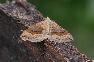 276 Vickerbackmätare - Scotopteryx chenopodiata