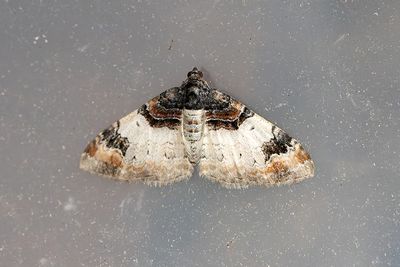 280 Kapuschongfältmätare - Catarhoe cuculata